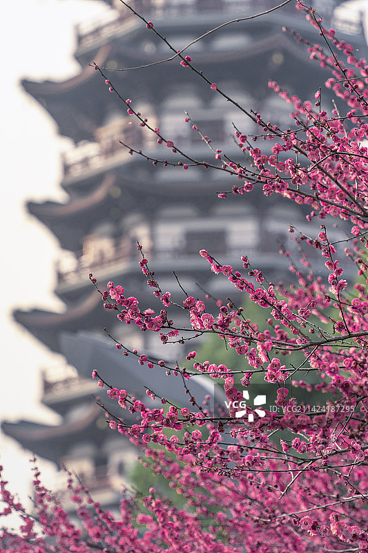 洋湖湿地公园梅花图片素材