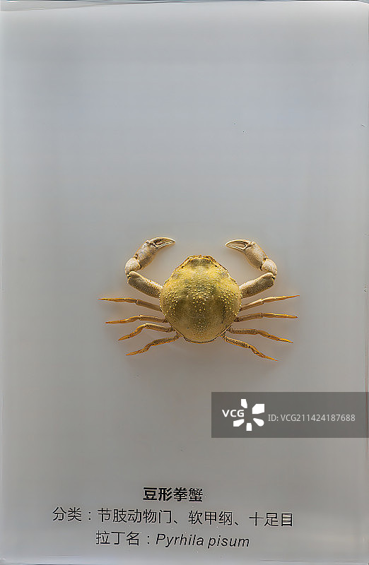 海洋生物标本，螃蟹图片素材