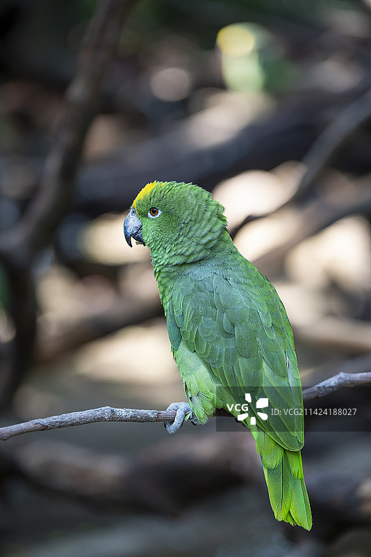 亚马逊鹦鹉图片素材