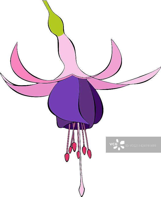 粉色和紫色倒挂金钟花轮廓素描图片素材