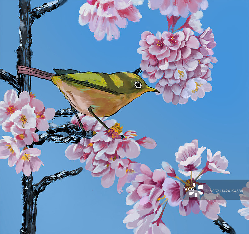 花鸟水墨画黄鹂鸟图片素材