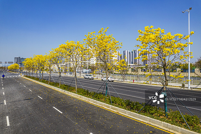 深圳坪山区 丹梓北路 城市交通 交通运输 黄花风铃木图片素材
