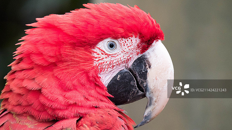 帅气的金刚鹦鹉图片素材