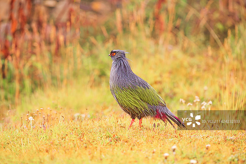 帕姆岭寺的血雉图片素材