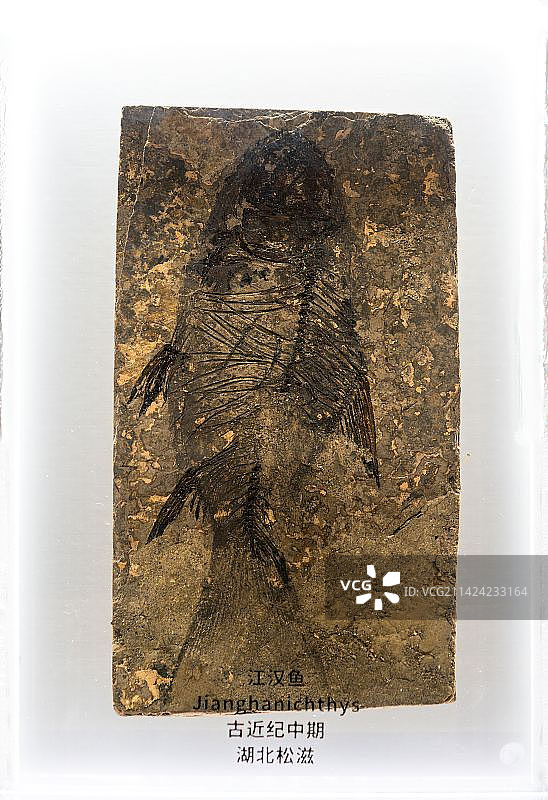 湖北松滋，古近纪鱼类化石，江汉鱼图片素材