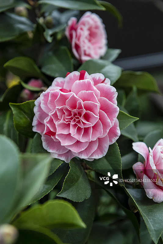 粉色茶花 复瓣图片素材