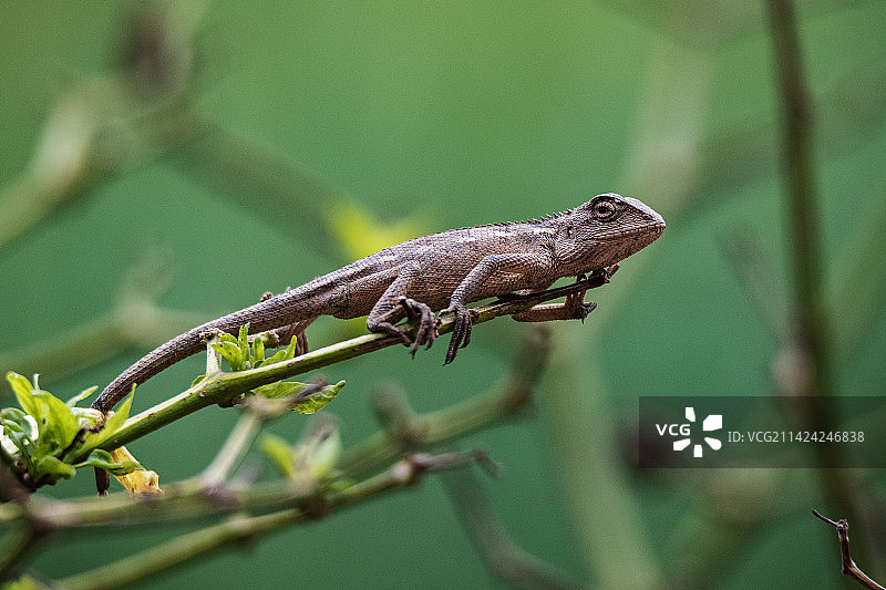 爬在枝头上的蜥蜴图片素材