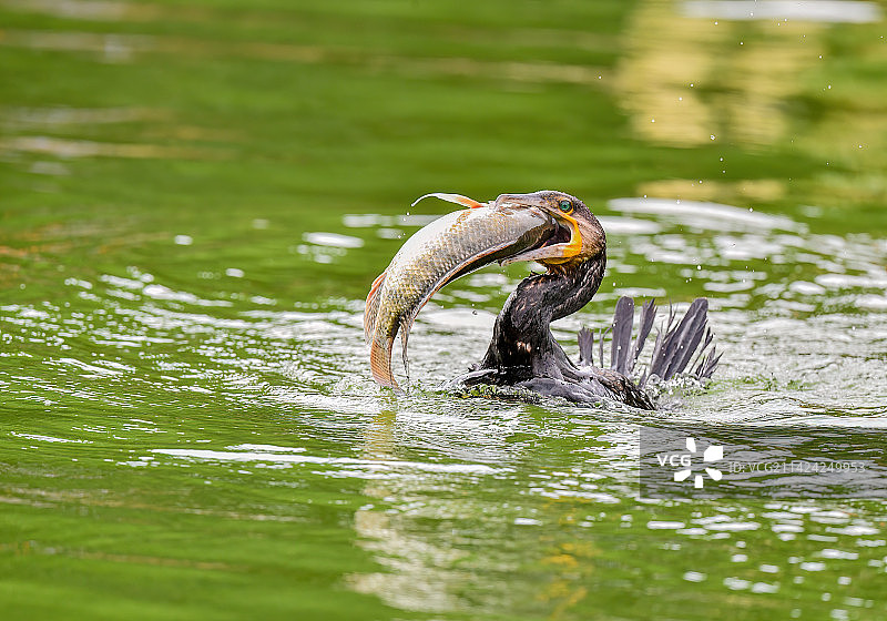 普通鸬鹚捕鱼图片素材