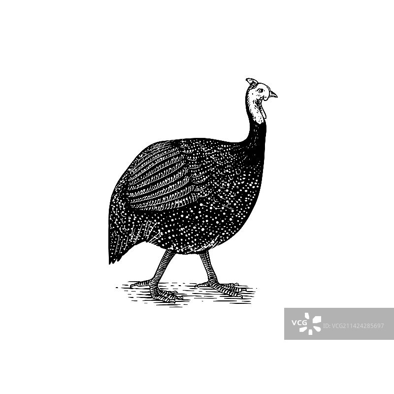 珍珠鸡图片素材