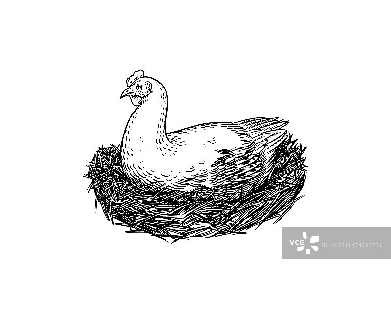 家鸡与鸡窝母鸡农场鸟类图片素材