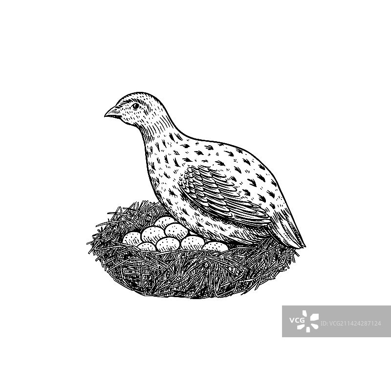 手绘普通鹌鹑鸟和鸟蛋巢图片素材