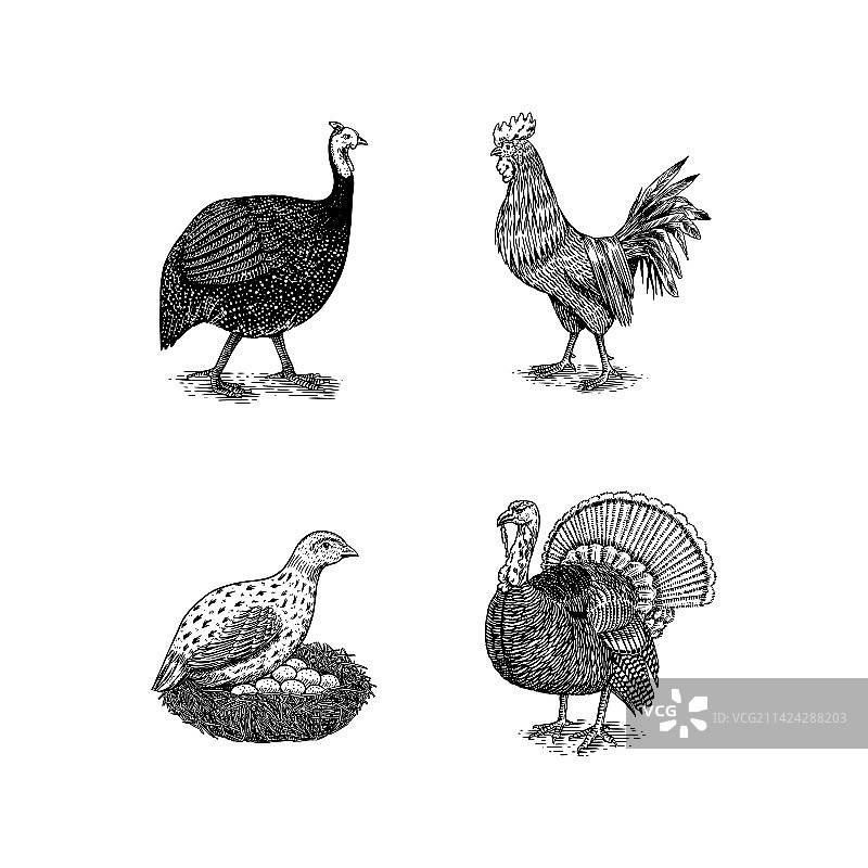 家养鸡鸟火鸡珍珠鸡鹅图片素材