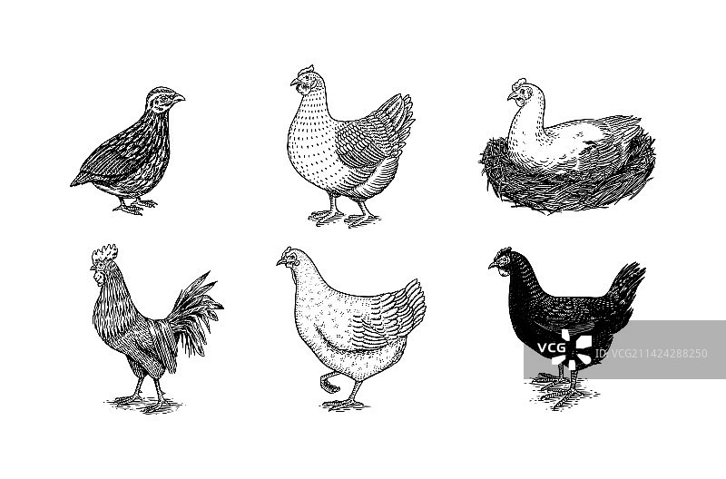 手绘的家鸡和公鸡图片素材
