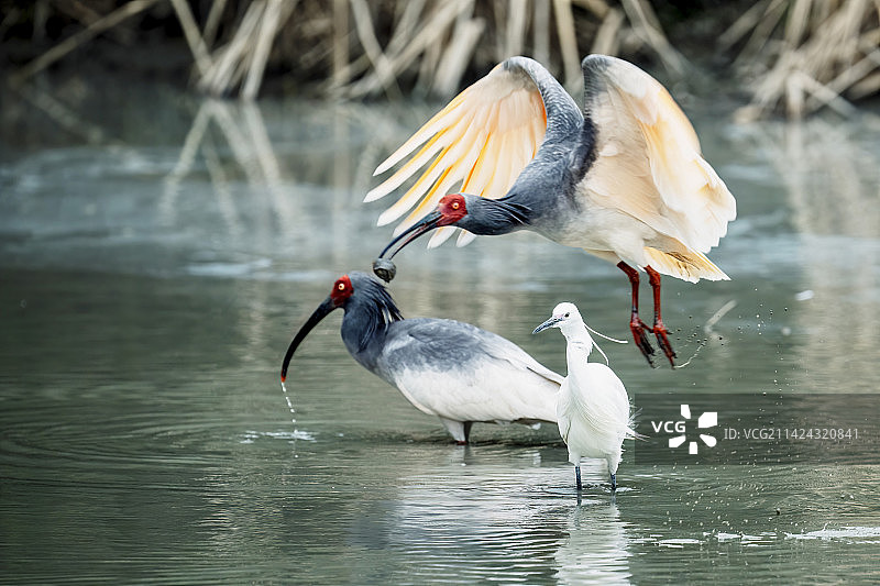 朱鹮-3图片素材
