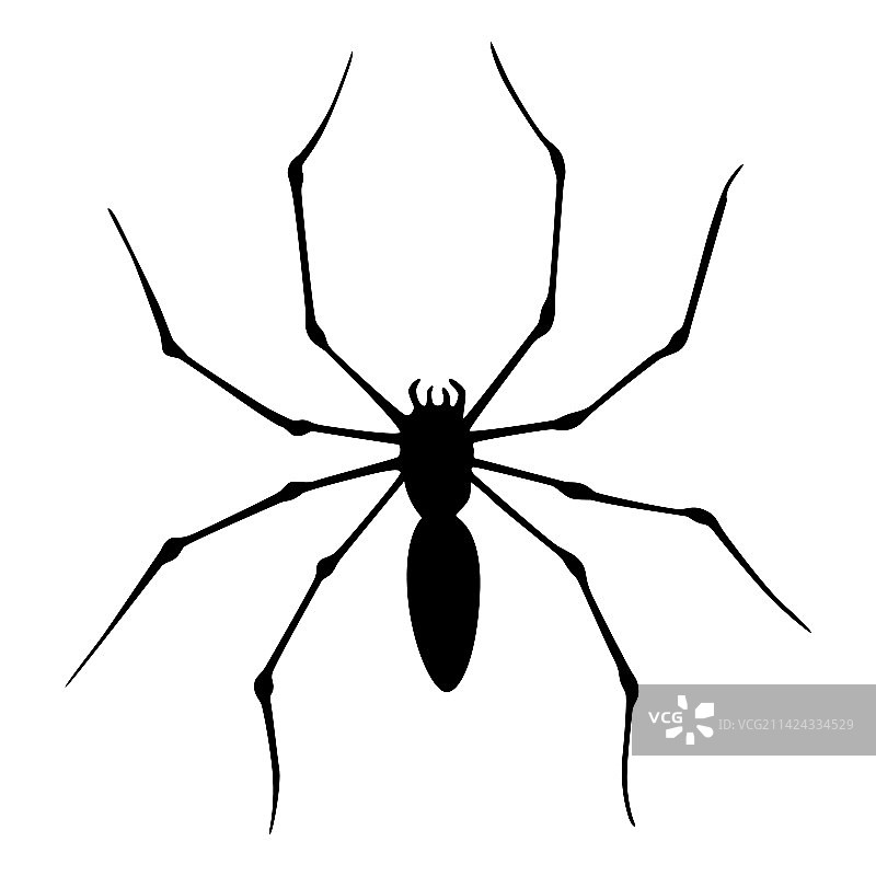 蜘蛛黑色剪影特写，昆虫图片素材