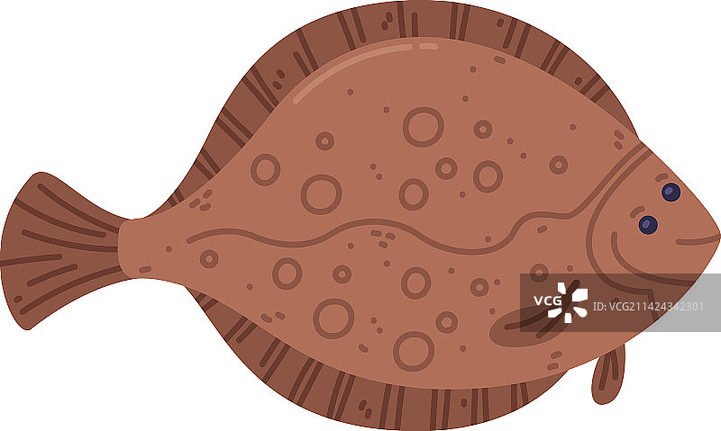 作为海鲜和新鲜海产品的鲽鱼图片素材