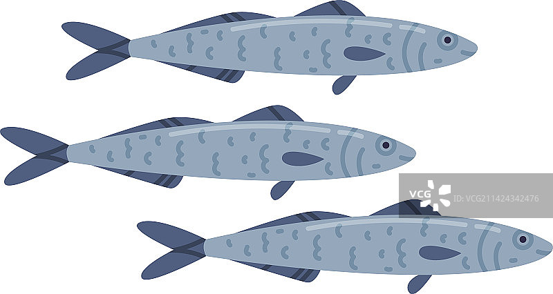 海鲜和新鲜海产鲱鱼或沙丁鱼图片素材