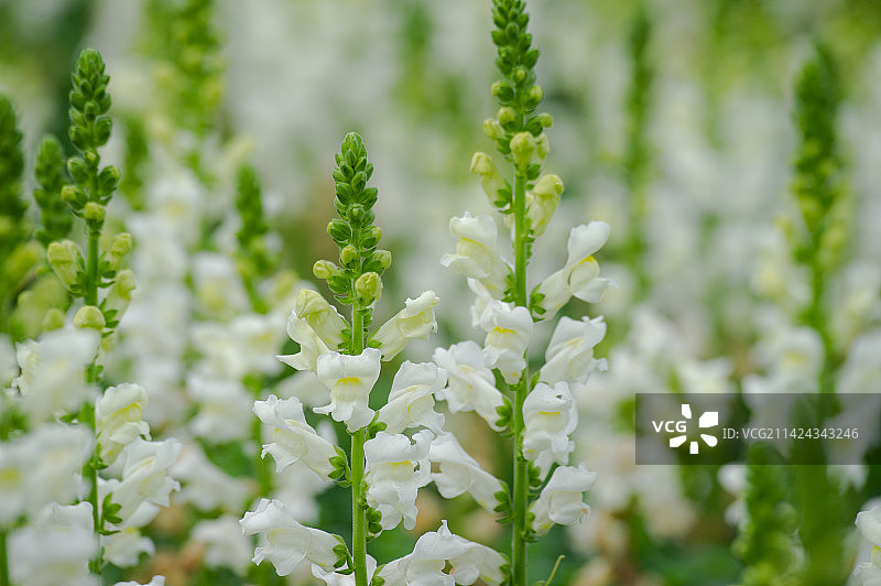 公园里的金鱼草花图片素材