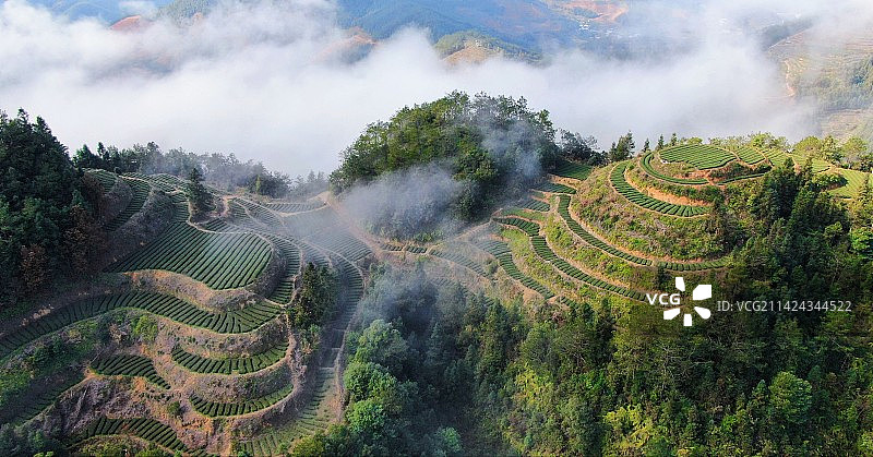 云上茶园如仙境图片素材