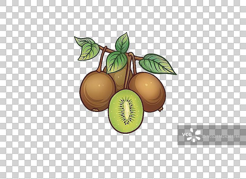 猕猴桃图片素材