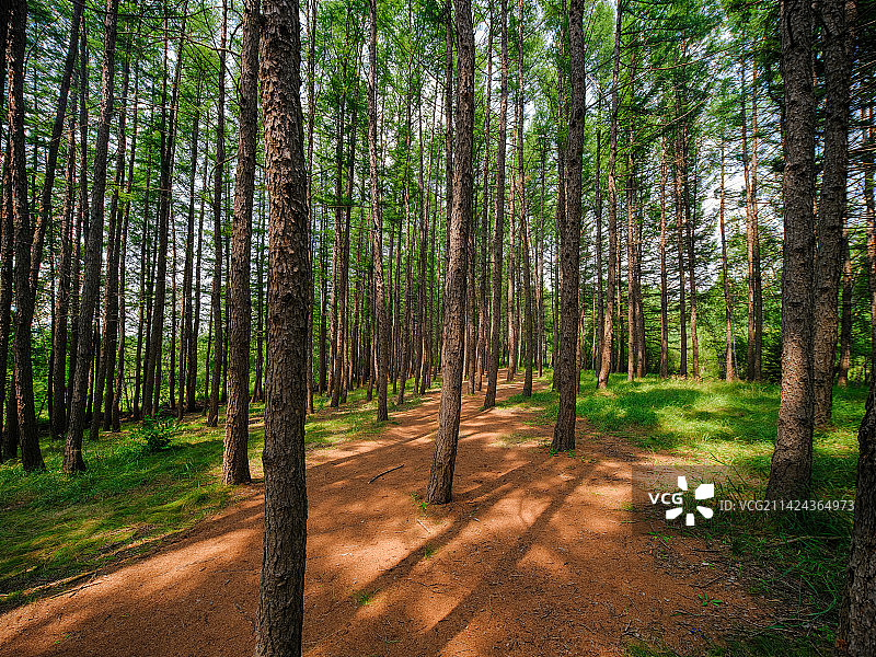 夏天的松林图片素材