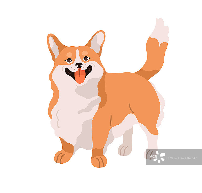 威尔士柯基犬的可爱快乐小狗图片素材