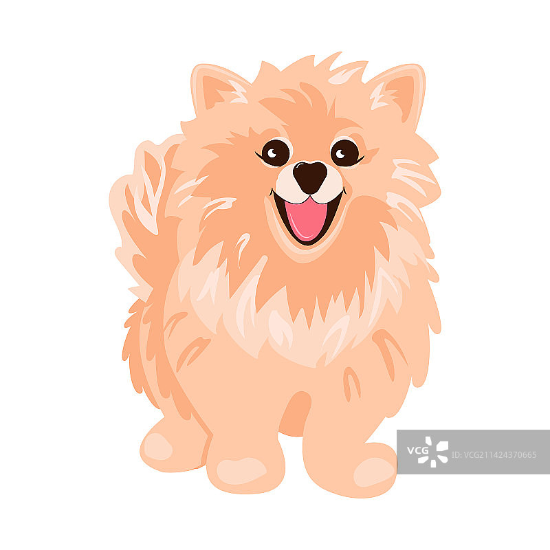 白色背景上的奶油色博美犬图片素材