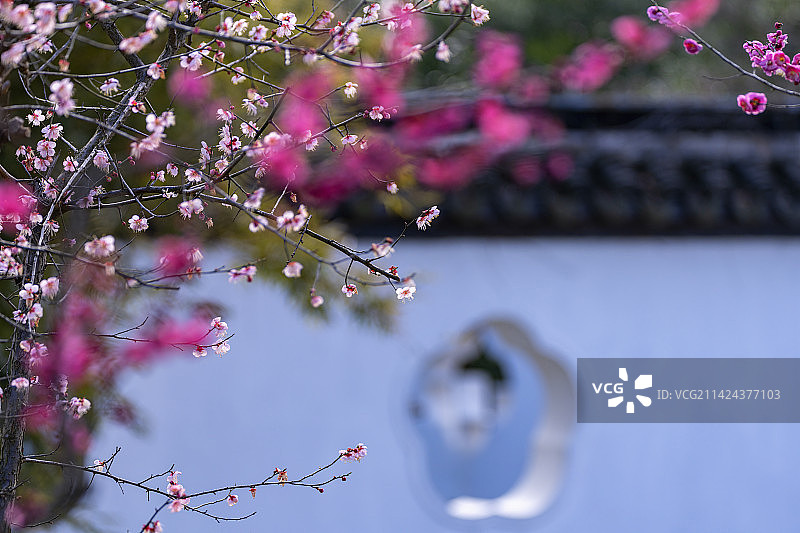 南京梅花山红楼艺文苑图片素材