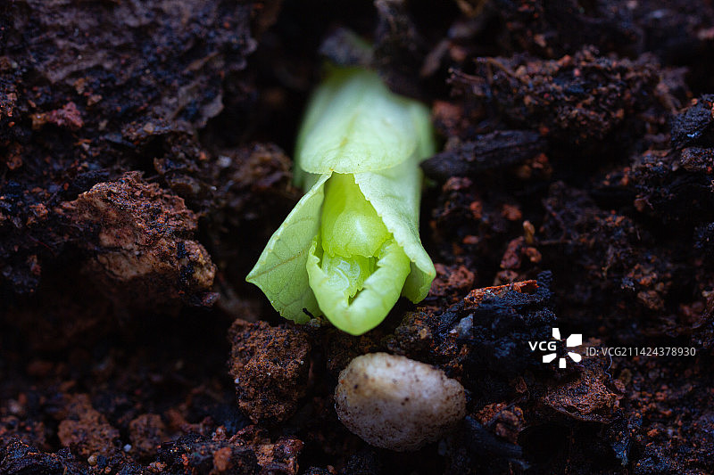土壤中萌芽的植物嫩芽图片素材