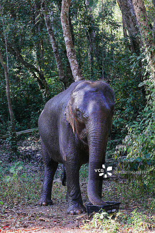 野象谷图片素材