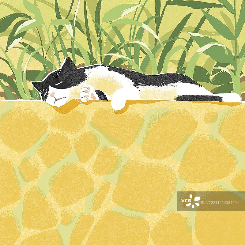 睡着的猫图片素材