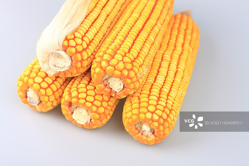 白色背景中的金黄色老玉米图片素材