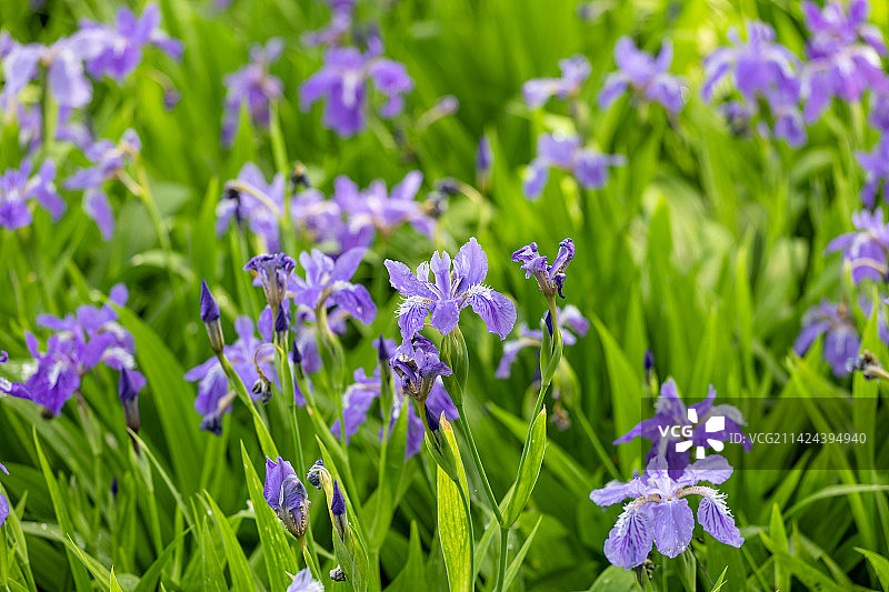 公园里生成的鸢尾花图片素材
