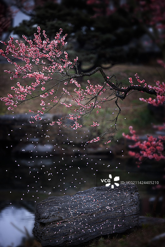 梅韵风流图片素材