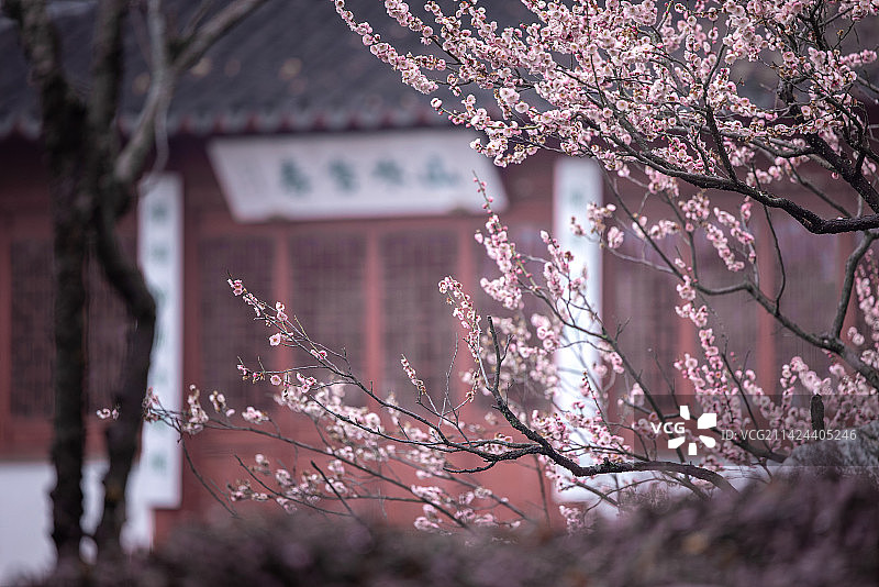 梅韵风流图片素材