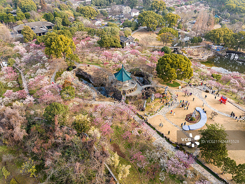 著名赏梅胜地江苏省无锡市荣氏梅园梅花开放航拍风光图片素材