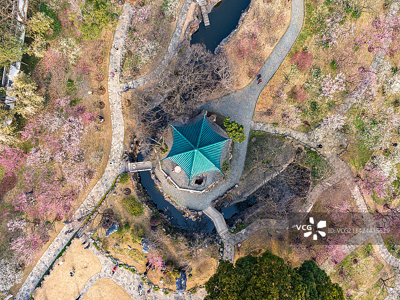 著名赏梅胜地江苏省无锡市荣氏梅园梅花开放航拍风光图片素材