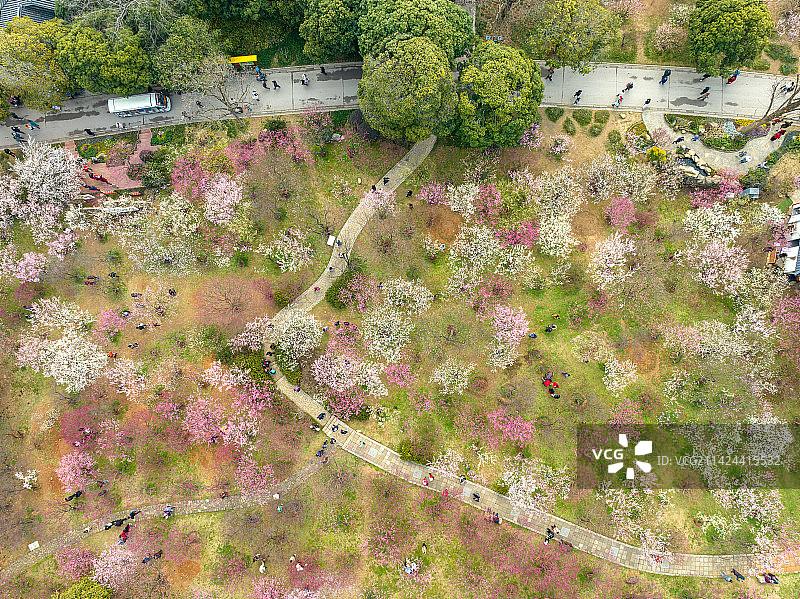 著名赏梅胜地江苏省无锡市荣氏梅园梅花开放航拍风光图片素材