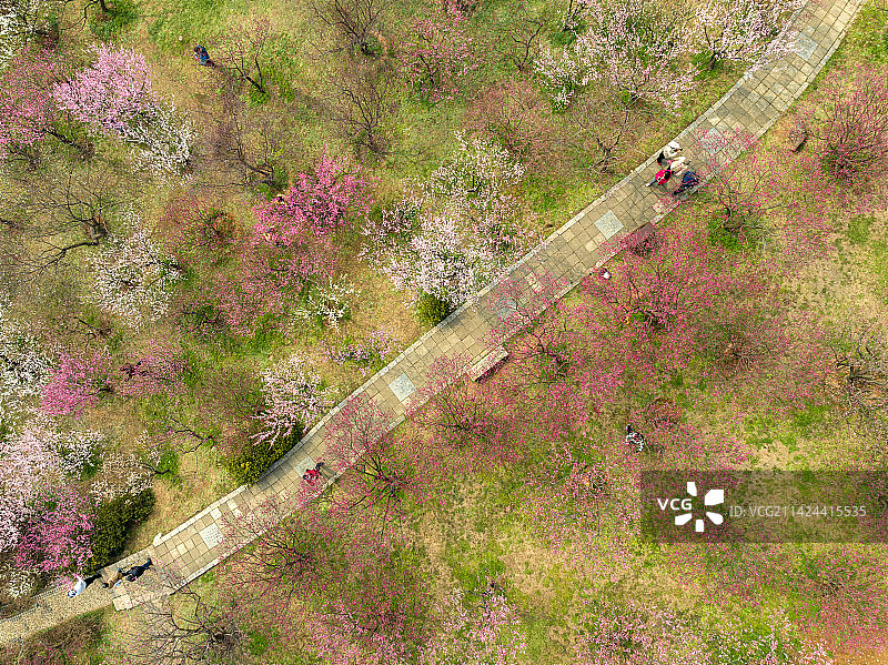 著名赏梅胜地江苏省无锡市荣氏梅园梅花开放航拍风光图片素材