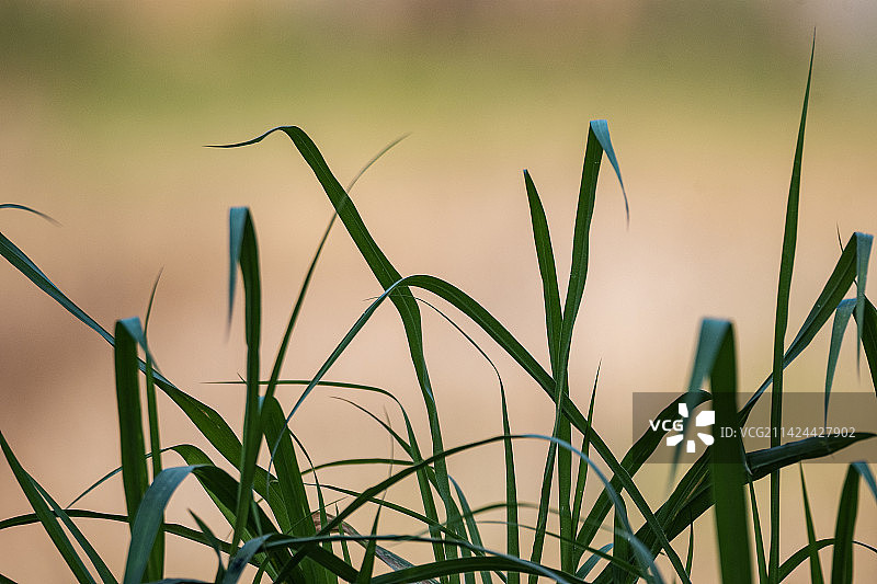 春天里的几棵茅草图片素材