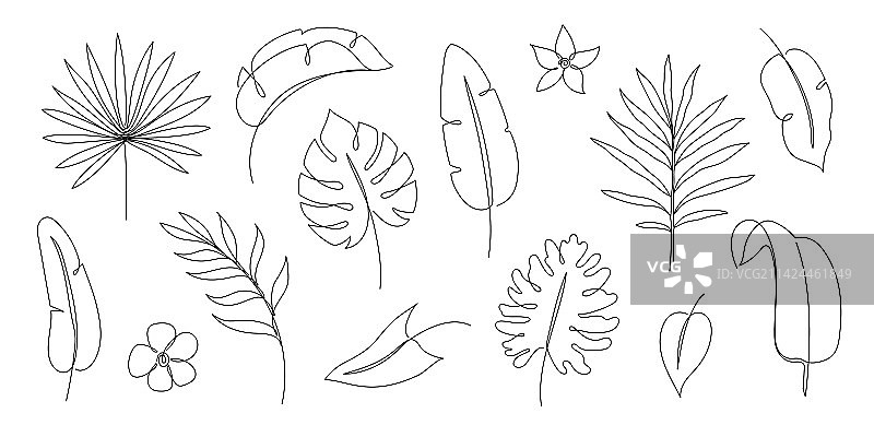 热带棕榈叶一笔画轮廓图片素材