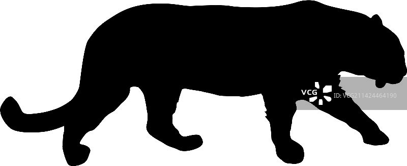 白色背景上的美丽老虎素描图片素材