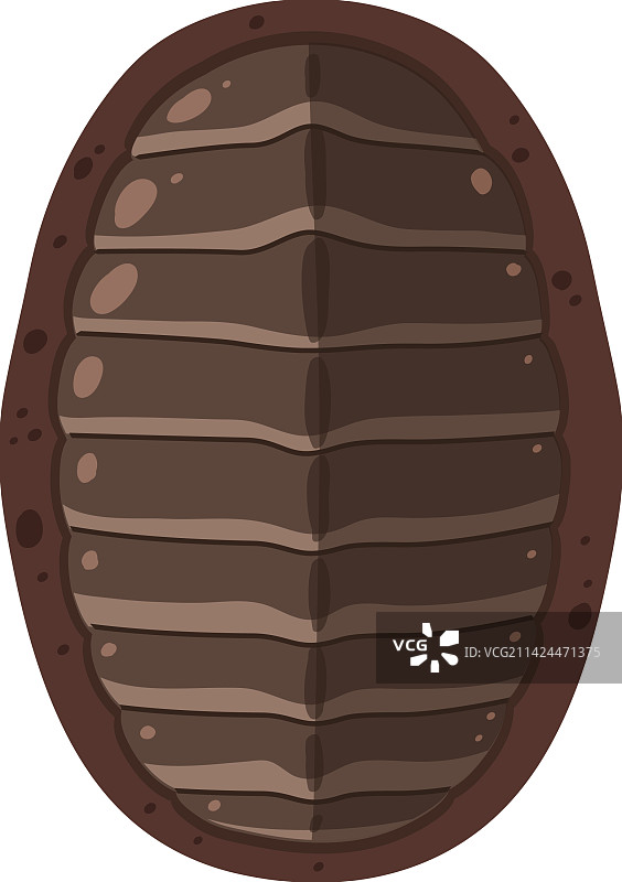 独立石鳖海滨动物图片素材