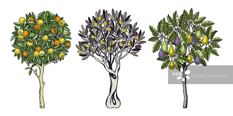 手绘装饰水果树叶图片素材