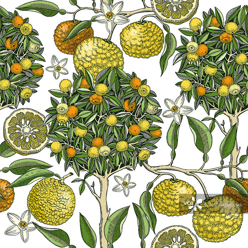 彩色手绘柚子树背景设计图片素材