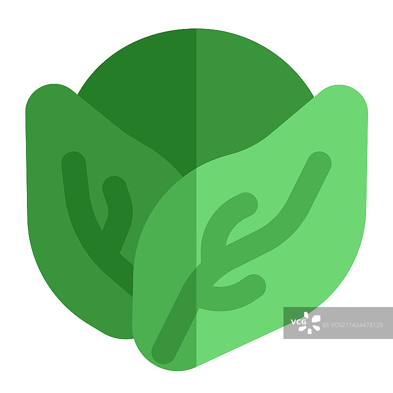 用于饺子馅的叶状卷心菜图片素材