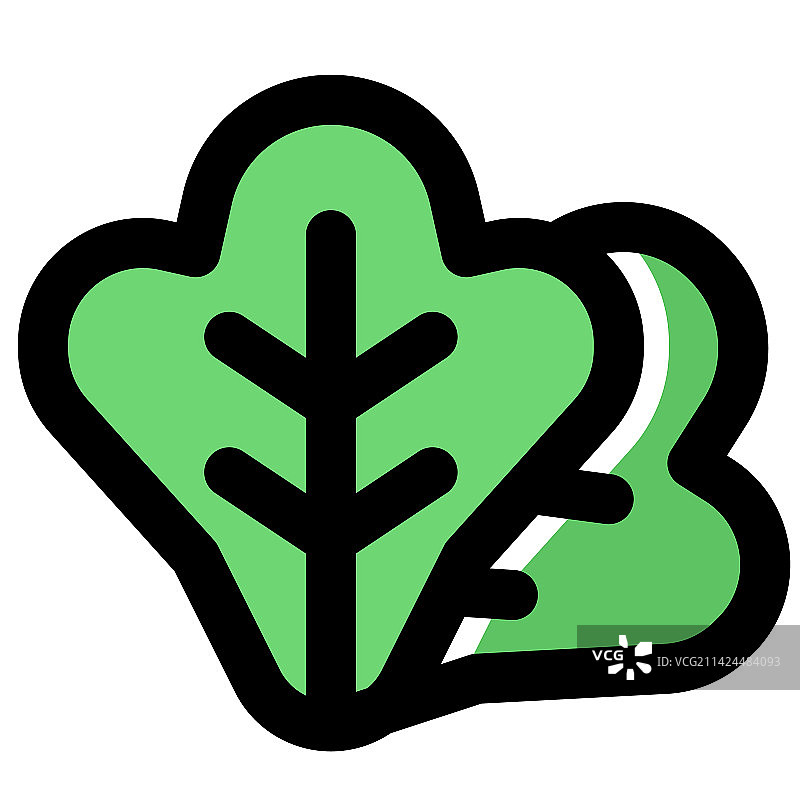 用作沙拉配料的新鲜生菜图片素材