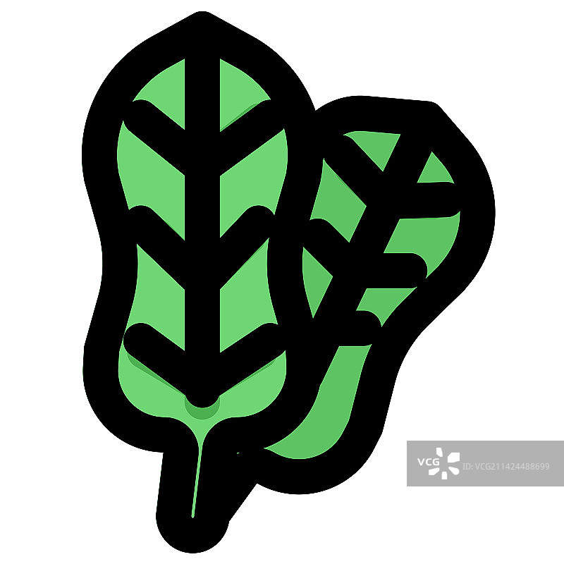 植物可食用部分：多叶菠菜图片素材