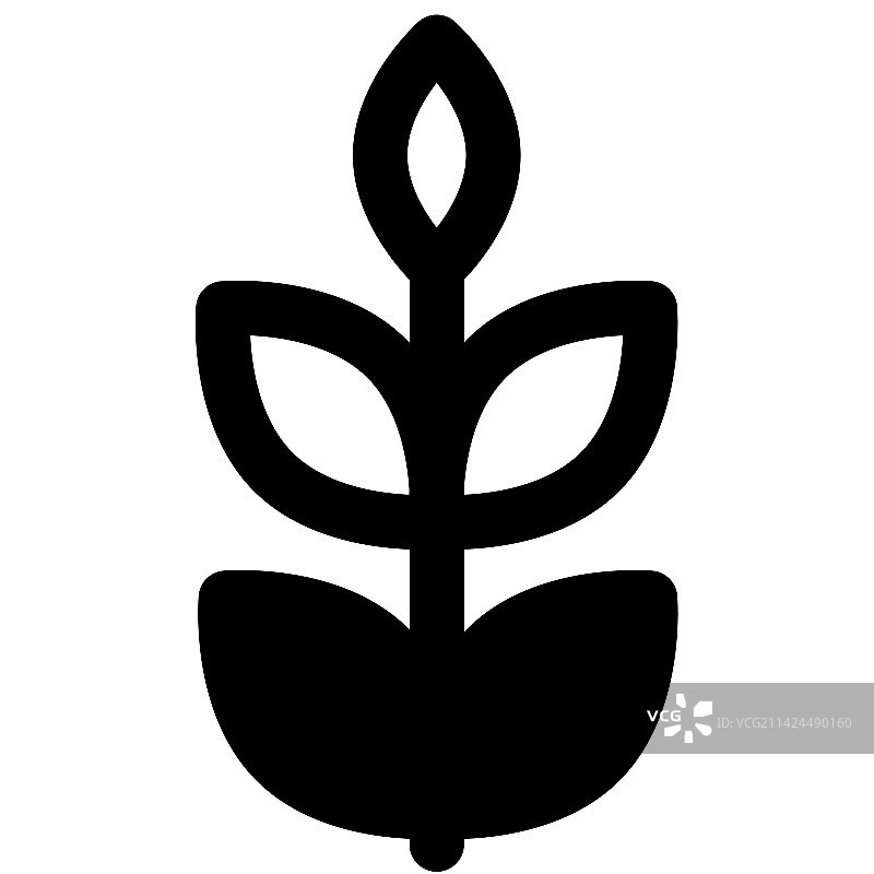 冬季种植的小麦图片素材