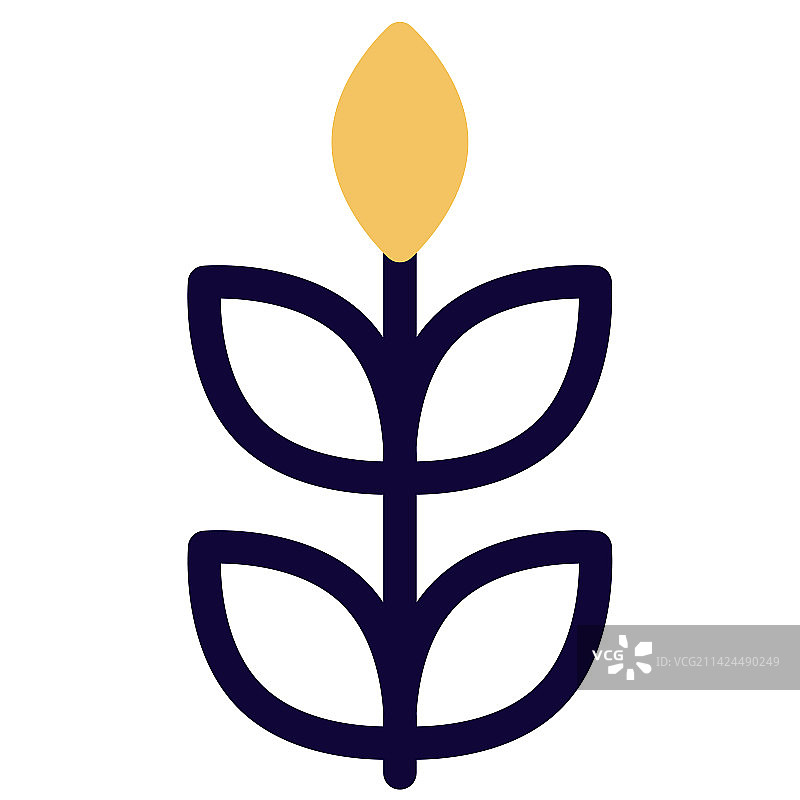 冬季种植的小麦图片素材